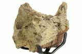Fossil Dinosaur (Triceratops) Skull Section - South Dakota #363594-2